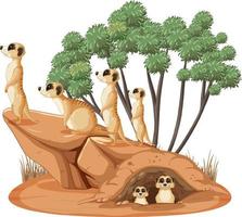 Isolated nature scene with meerkat family vector