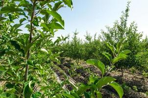 fruit and apple trees on a ridge in a row in the open air photo