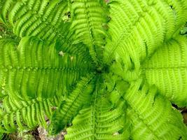 Green fern macro. photo