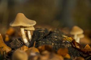 Wild forest mushroom in the woods of Austria in fall. Picture of the fungi with lovely bokeh was taken on a warm September day. photo