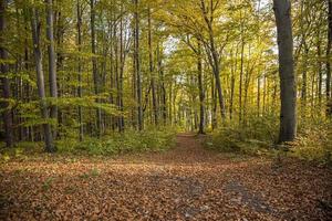 Autumn forest road covered by fallen leafs. photo