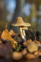 Wild forest mushroom in the woods of Austria in fall. Picture of the fungi with lovely bokeh was taken on a warm September day. photo