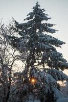 Tree branches covered with heavy snow at sunset. Beautiful snowy trees in mountainside. Thick layer of snow covers the tree branches in forest.
