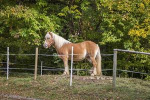 hermoso caballo rojo parado en un prado en primavera. foto