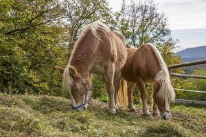 Beautiful red horse grazing in a meadow in spring. photo