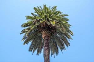 The crown of a palm tree seen from below and isolated against a clean blue sky. photo