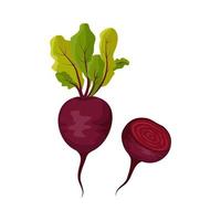 Red beet icon. Whole healthy vegetables, half and green leaves of tops. Delicious food for salad, soup, borscht. Vector flat illustration