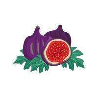 Set of fresh sweet tasty fig fruits. Whole and cut fruits with leaves and seeds. Bright exotic plant. Food vector flat illustration