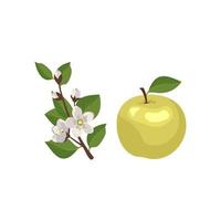 Icon set of yellow or green apple and branch with flowers, buds and leaves. Whole fruit. Food for nutrition and decoration. Sweet snack. Vector flat illustration