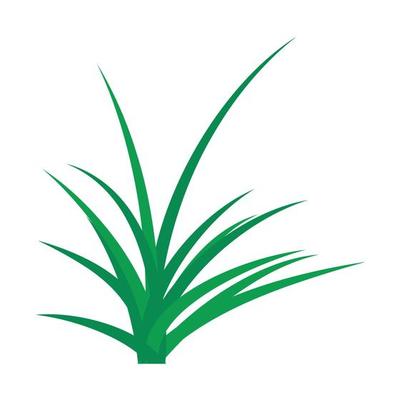 grass plant illustration