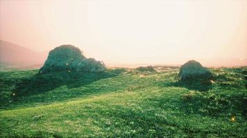 alpine meadow with rocks and green grass video