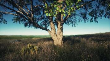 grote boom op de afrikaanse savanne in serengeti nationaal park van tanzania video