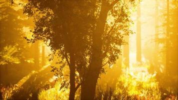 forêt de conifères rétro-éclairée par le soleil levant un jour brumeux video