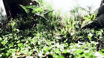 närbild tropisk natur gröna löv och gräs video