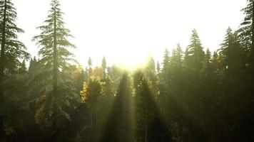 sunlight in spruce forest in the fog on the background of mountains at sunset video