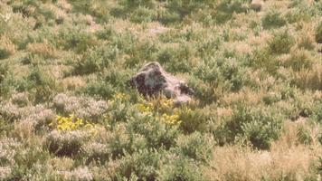 autumn colored dry grass and stones video