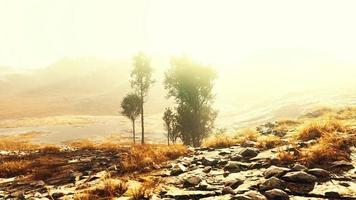 Pine trees and Huangshan mountains in China video