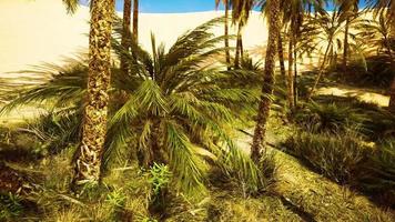 Inside view of the oasis in Tunisia video