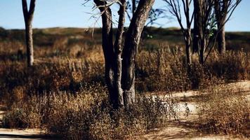 árboles del desierto en las llanuras de África bajo un cielo despejado y suelo seco sin agua video