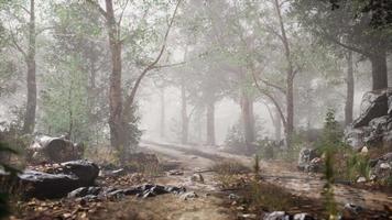 foresta estiva con nebbia profonda video