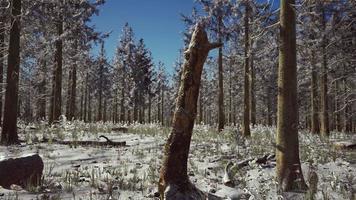 bosque de pinos soleado y brillante en la nieve video