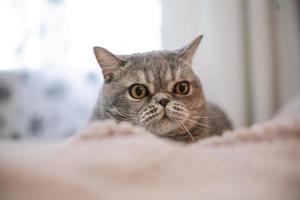 A noble proud cat lies on the sofa. Scottish Fold Shorthair with white and gray fur, with copyright for your custom text. photo