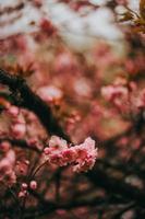 sakura japón flor primavera foto