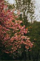 sakura japón flor primavera foto
