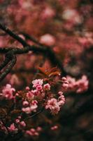 sakura japón flor primavera foto