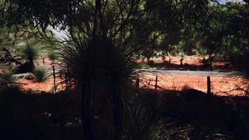 red sand bush with trees video