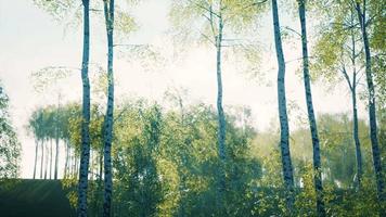 betulle bianche nella foresta in estate video