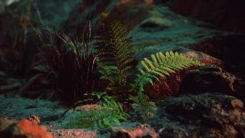 foglie di felci verde brillante su roccia video