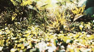 primo piano di piante nella giungla tropicale video
