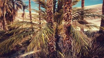 Palmen und die Sanddünen in der Oase video