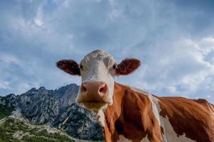 Cow grazing on organic farm photo