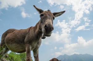 Donkeys grazing in freedom photo