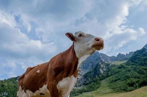 vaca pastando en una granja orgánica foto