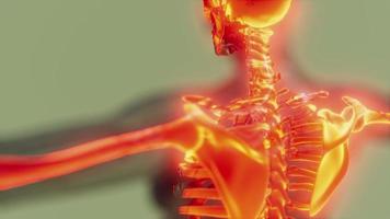 corpo umano trasparente con ossa scheletriche visibili video