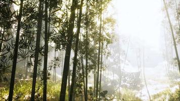 Sonnenschein im Morgennebel Bambuswald video