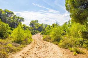 Natural forest landscape trekking path Can Picafort Mallorca Spain.
