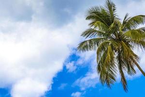 Palm tree with blue sky background tropical Ilha Grande Brazil. photo