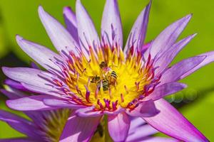 Bees get nectar from beautiful purple yellow water lily Thailand. photo