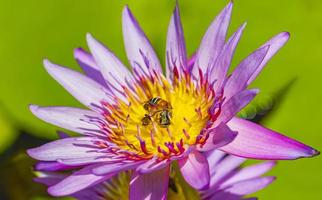 Bees get nectar from beautiful purple yellow water lily Thailand. photo