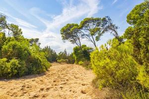 Natural forest landscape trekking path Can Picafort Mallorca Spain.