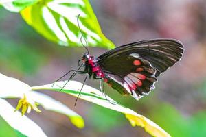 Red black noble tropical butterfly on green nature background brazil.