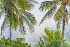 Palm trees with cloudy misty smoky background Koh Samui Thailand. photo