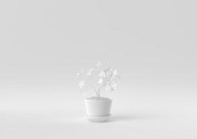 White Tree pot in white background. minimal concept idea creative. monochrome. 3D render. photo
