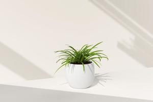 Tree pot in white background. minimal concept idea creative. 3D render. photo