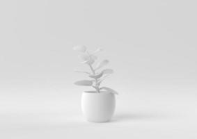 White Tree pot in white background. minimal concept idea creative. monochrome. 3D render. photo