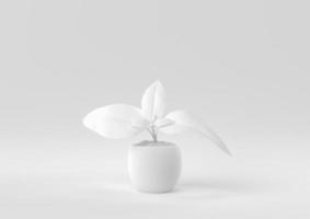 White Tree pot in white background. minimal concept idea creative. monochrome. 3D render. photo